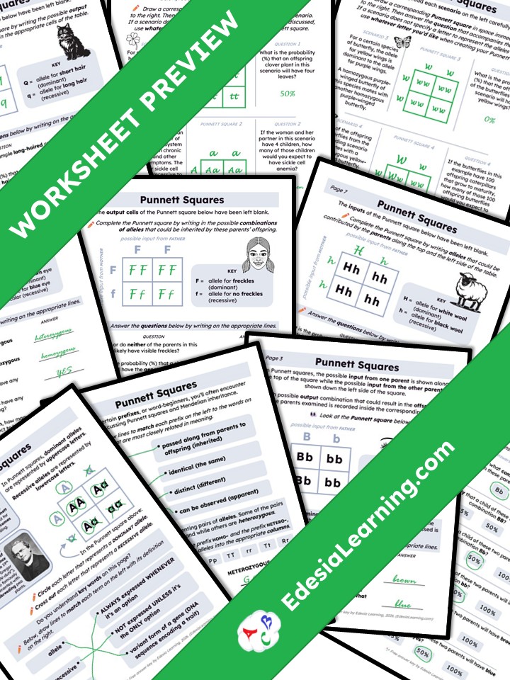 Intro to Punnett Squares
